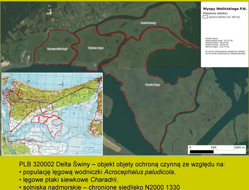 Acrocephalus paludicola, lęgowe ptaki siewkowe