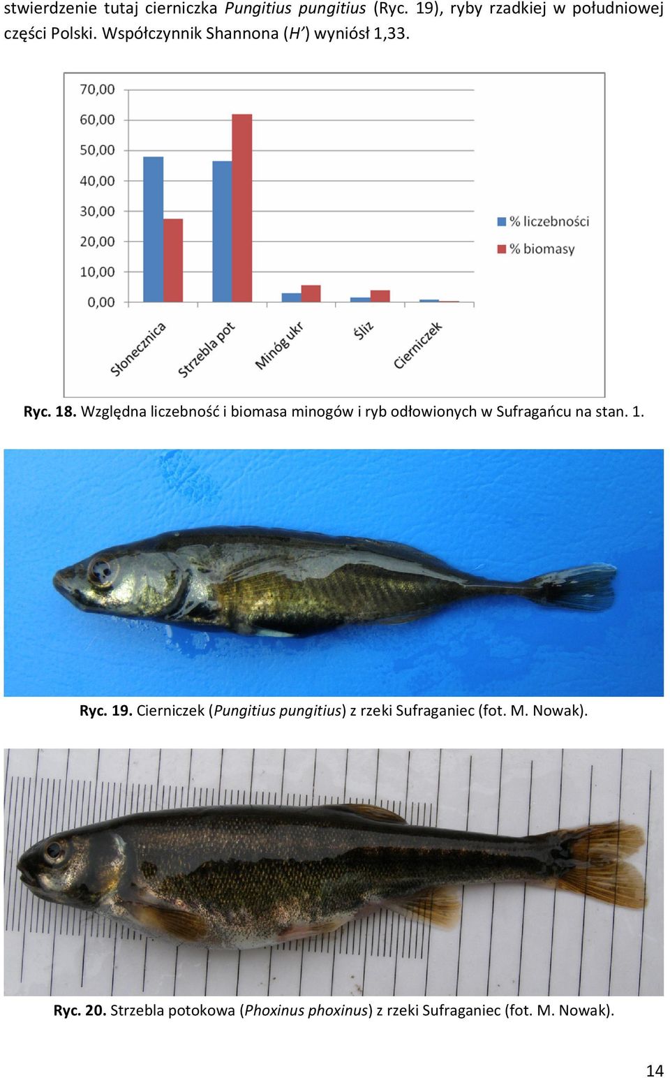 Względna liczebność i biomasa minogów i ryb odłowionych w Sufragańcu na stan. 1. Ryc. 19.