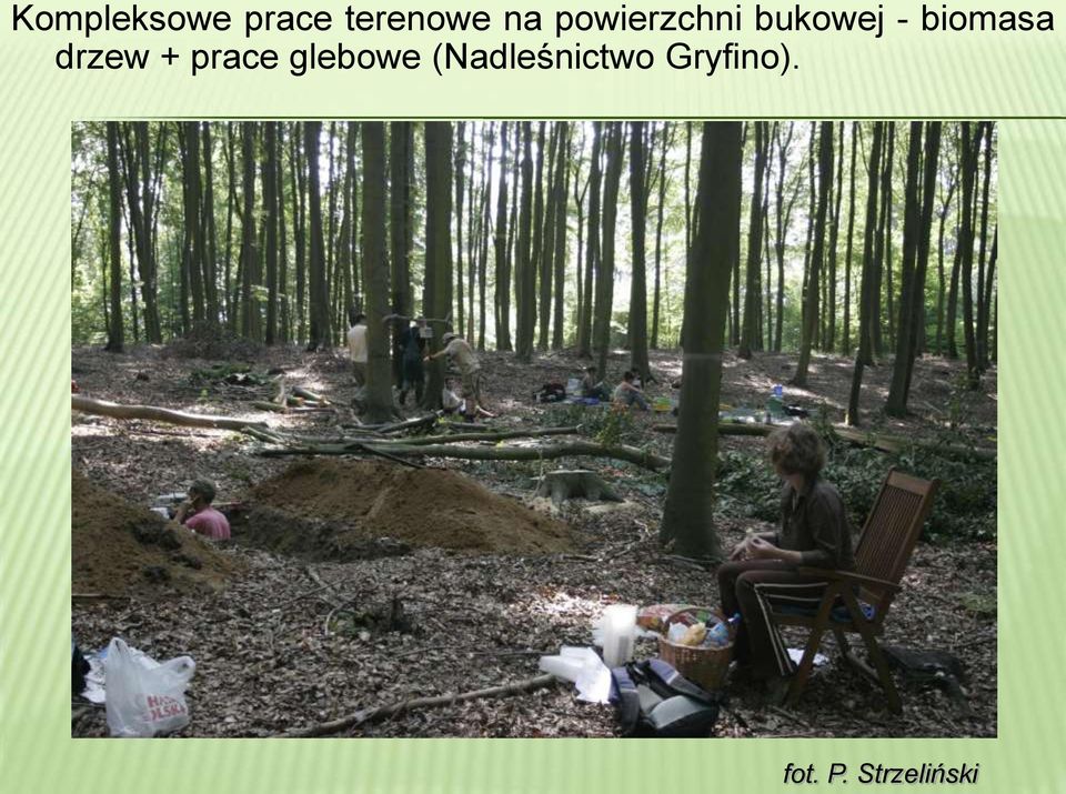 drzew + prace glebowe