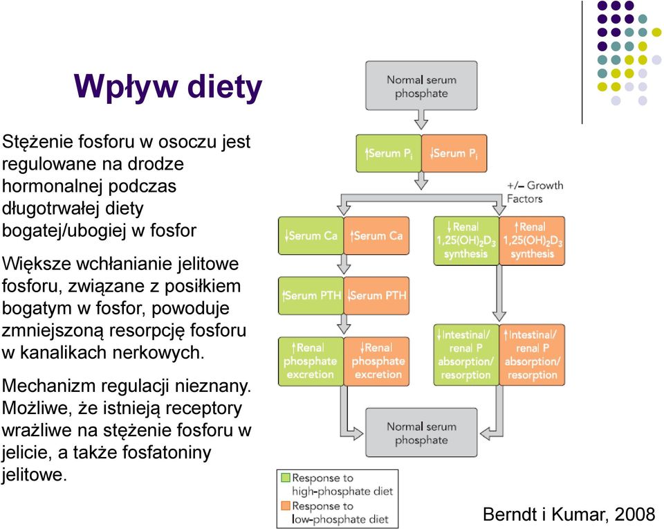 powoduje zmniejszoną resorpcję fosforu w kanalikach nerkowych. Mechanizm regulacji nieznany.