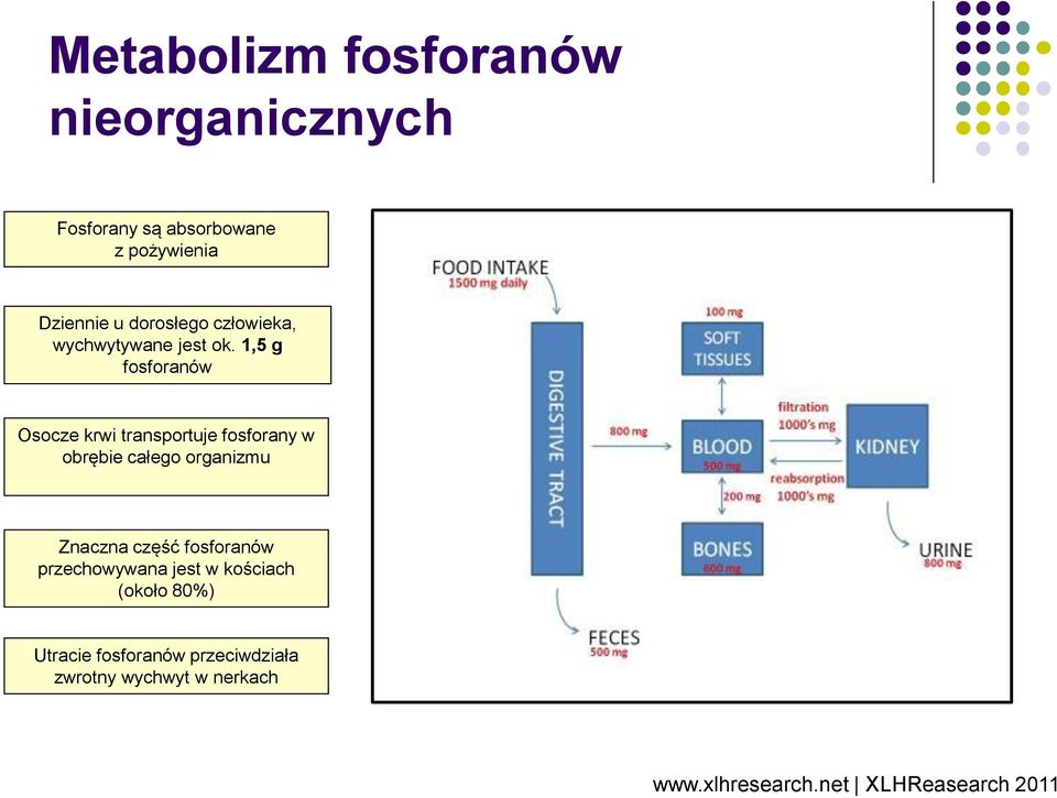 1,5 g fosforanów Osocze krwi transportuje fosforany w obrębie całego organizmu Znaczna część