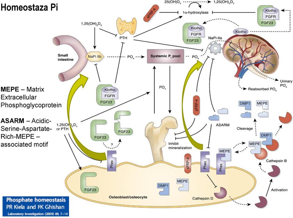 Phosphoglycoprotein ASARM