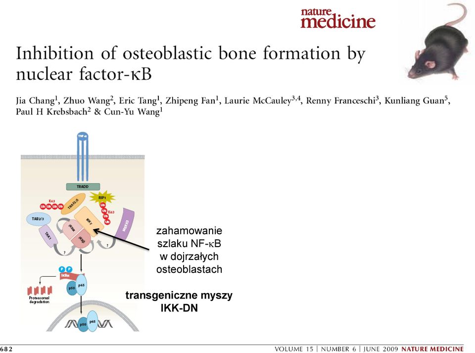 osteoblastach