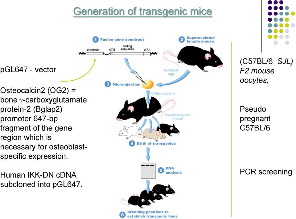 region which is necessary for osteoblastspecific expression.