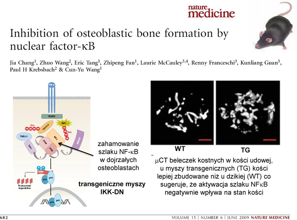 transgenicznych (TG) kości lepiej zbudowane niż u dzikiej (WT) co