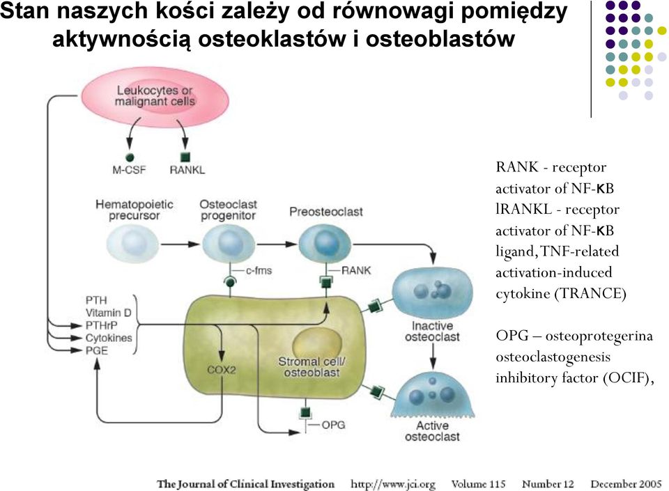 - receptor activator of NF-κB ligand, TNF-related activation-induced