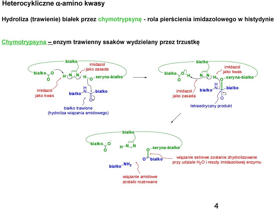 seryna- trawione (hydroliza wiązania amidowego) imidazol jako zasada imidazol jako kwas seryna- tetraedryczny produkt