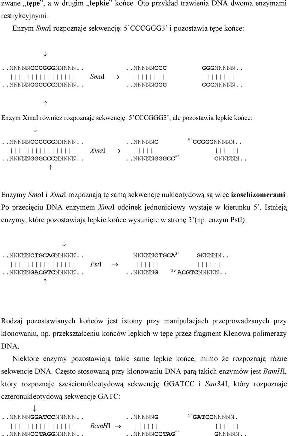 . Enzymy SmaI i XmaI rozpoznają tę samą sekwencję nukleotydową są więc izoschizomerami. Po przecięciu DNA enzymem XmaI odcinek jednoniciowy wystaje w kierunku 5.