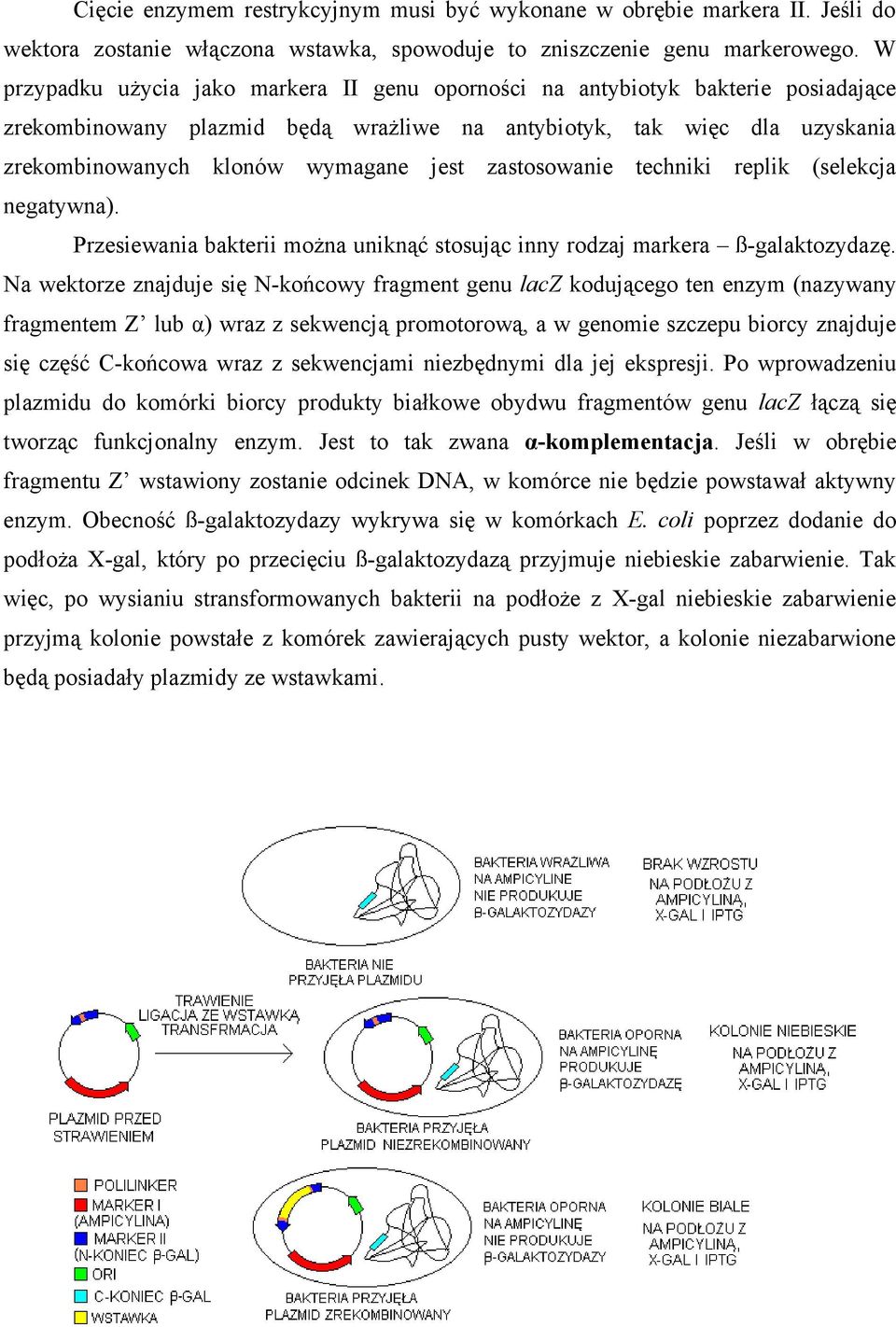zastosowanie techniki replik (selekcja negatywna). Przesiewania bakterii można uniknąć stosując inny rodzaj markera ß-galaktozydazę.