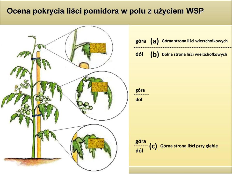 dół (b) Dolna strona liści wierzchołkowych góra