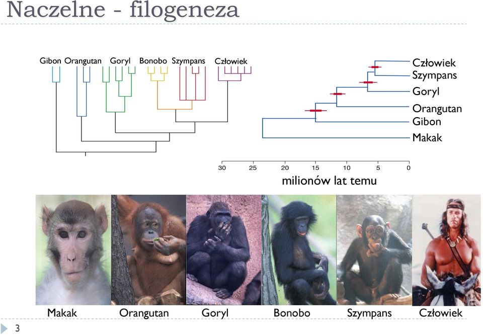 Orangutan Gibon Makak milionów lat temu