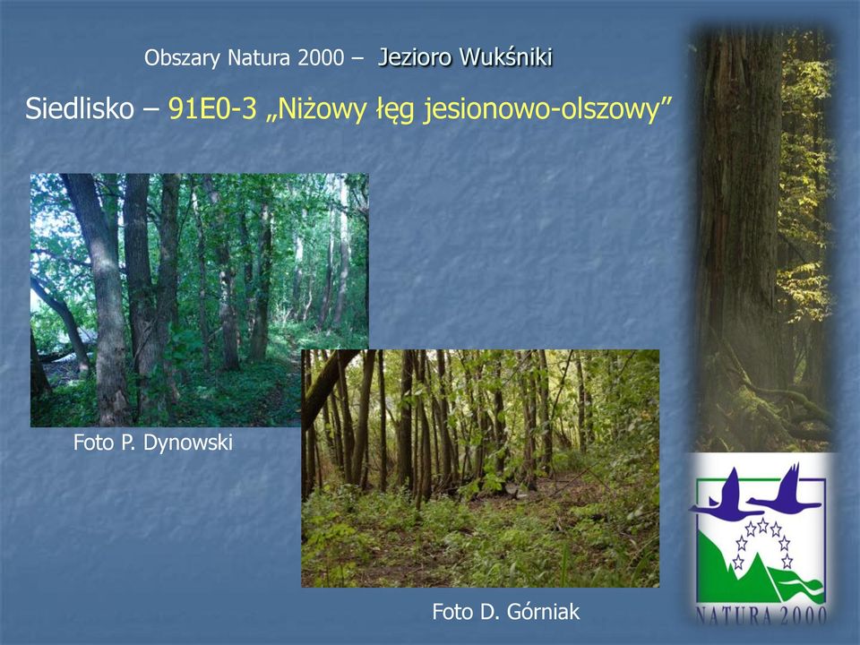 jesionowo-olszowy