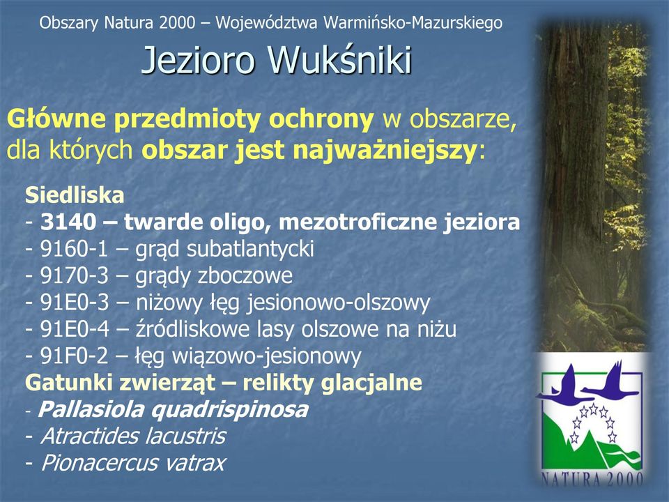 9170-3 grądy zboczowe - 91E0-3 niżowy łęg jesionowo-olszowy - 91E0-4 źródliskowe lasy olszowe na niżu - 91F0-2 łęg