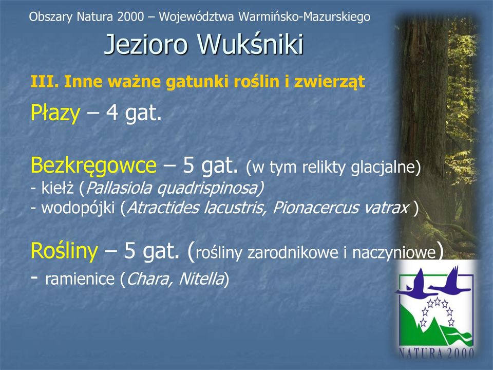 (w tym relikty glacjalne) - kiełż (Pallasiola quadrispinosa) - wodopójki (Atractides