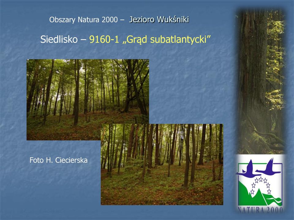 subatlantycki