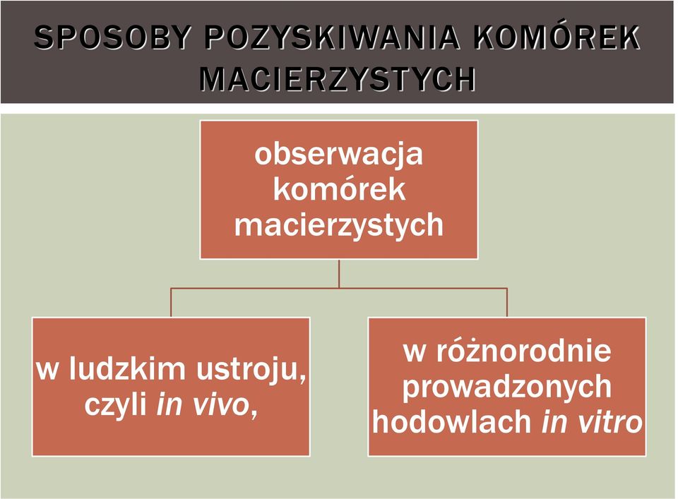 macierzystych w ludzkim ustroju, czyli