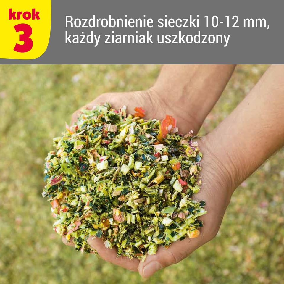 sieczki 10-12