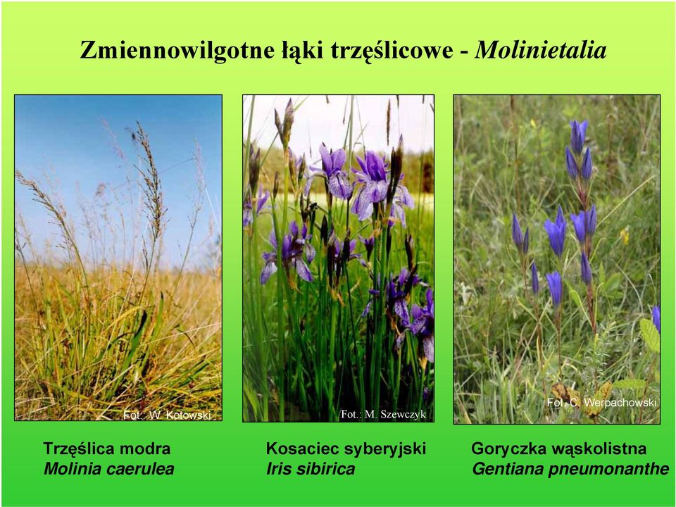 : M. Szewczyk Kosaciec syberyjski Iris sibirica Fot.