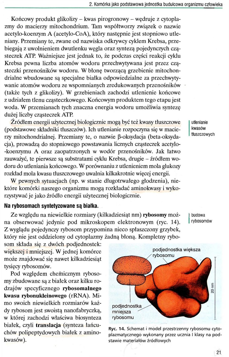 Przemiany te, zwane od nazwiska odkrywcy cyklem Krebsa, przebiegają z uwolnieniem dwutlenku węgla oraz syntezą pojedynczych cząsteczek ATP.