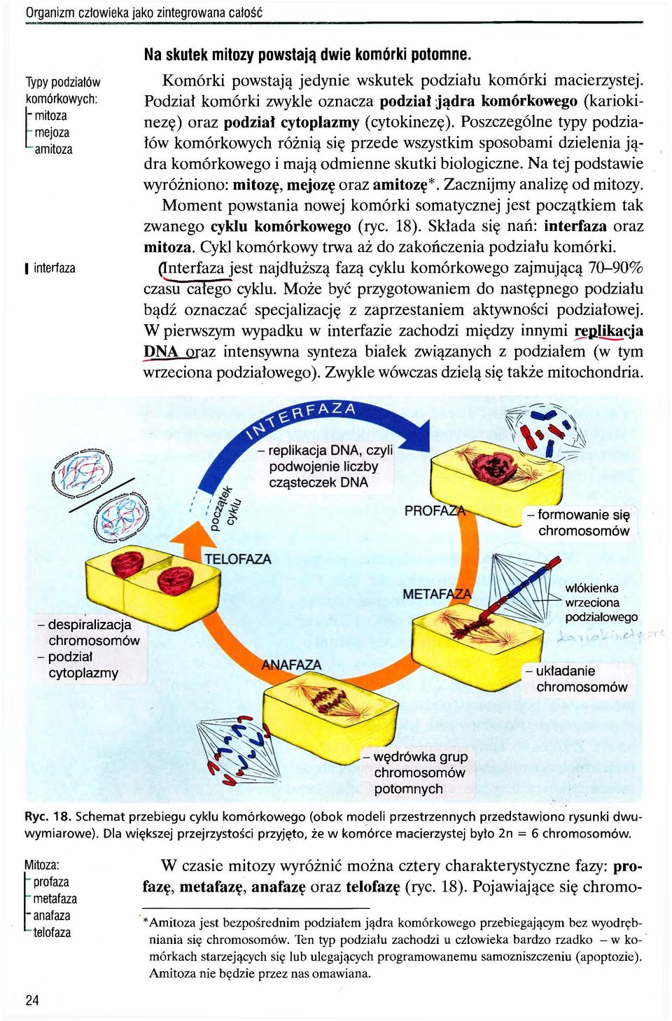 Poszczególne typy podziałów komórkowych różnią się przede wszystkim sposobami dzielenia jądra komórkowego i mają odmienne skutki biologiczne. Na tej podstawie wyróżniono: mitozę, mejozę oraz amitozę*.