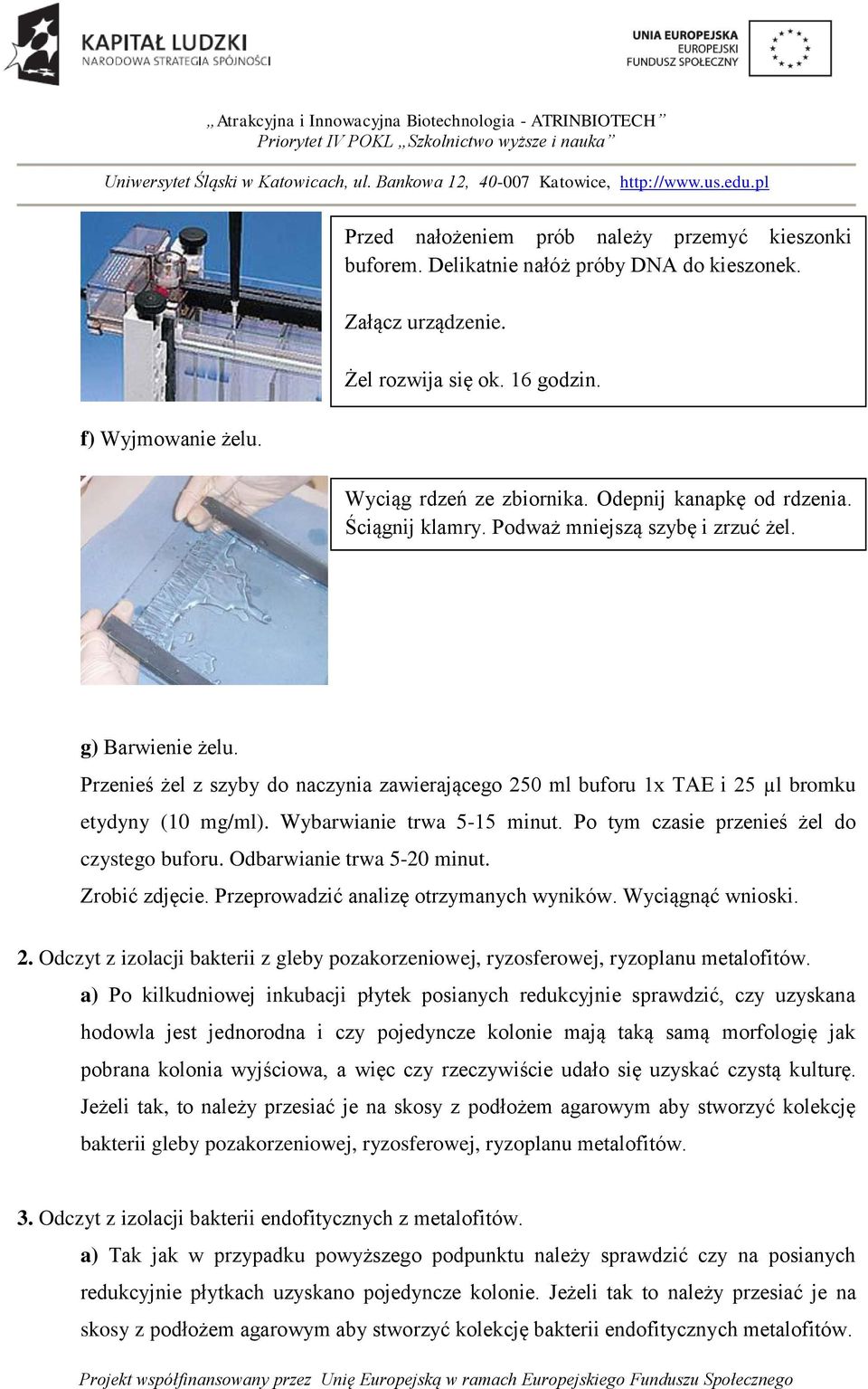 Przenieś żel z szyby do naczynia zawierającego 250 ml buforu 1x TAE i 25 µl bromku etydyny (10 mg/ml). Wybarwianie trwa 5-15 minut. Po tym czasie przenieś żel do czystego buforu.