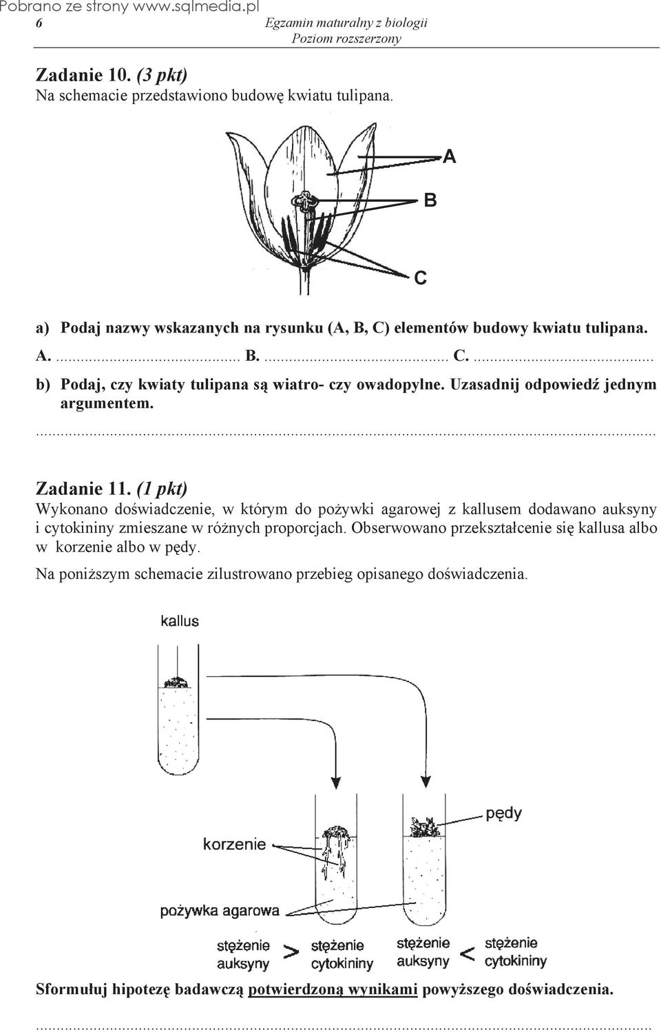 (1 pkt) Wykonano do wiadczenie, w którym do po ywki agarowej z kallusem dodawano auksyny i cytokininy zmieszane w ró nych proporcjach.