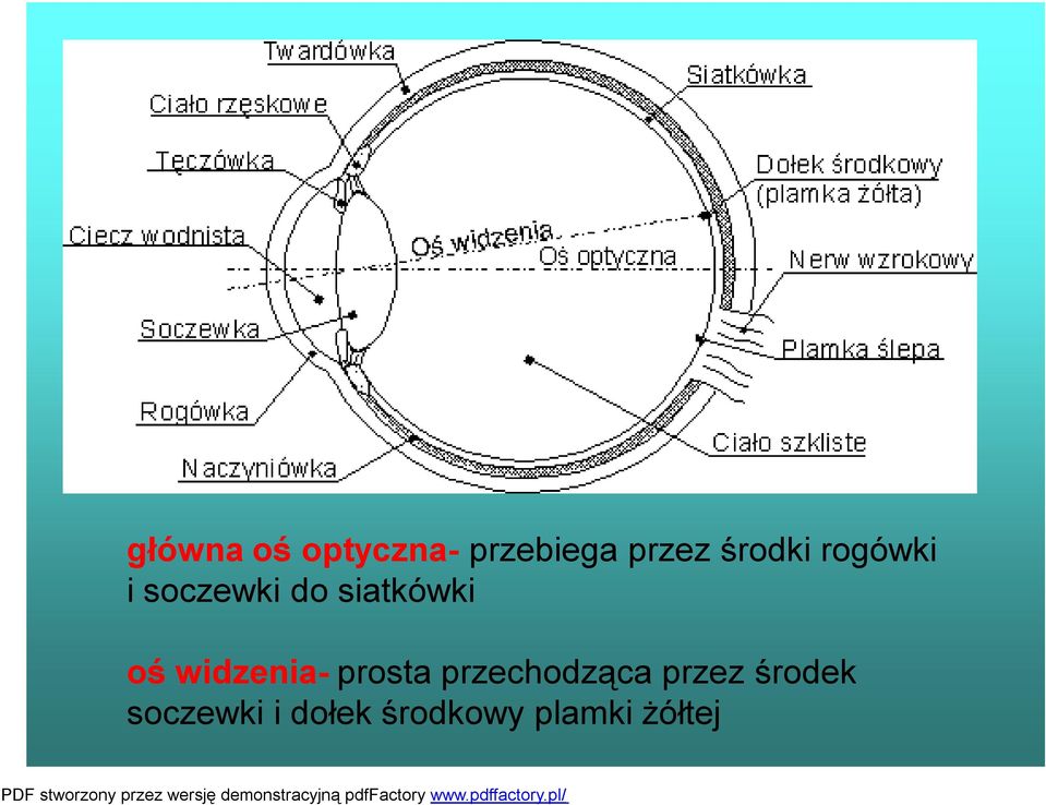 oś widzenia- prosta przechodząca przez