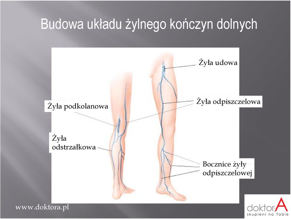 podkolanowa Żyła odpiszczelowa