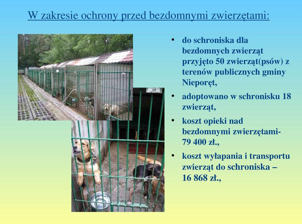 Nieporęt, adoptowano w schronisku 18 zwierząt, koszt opieki nad bezdomnymi