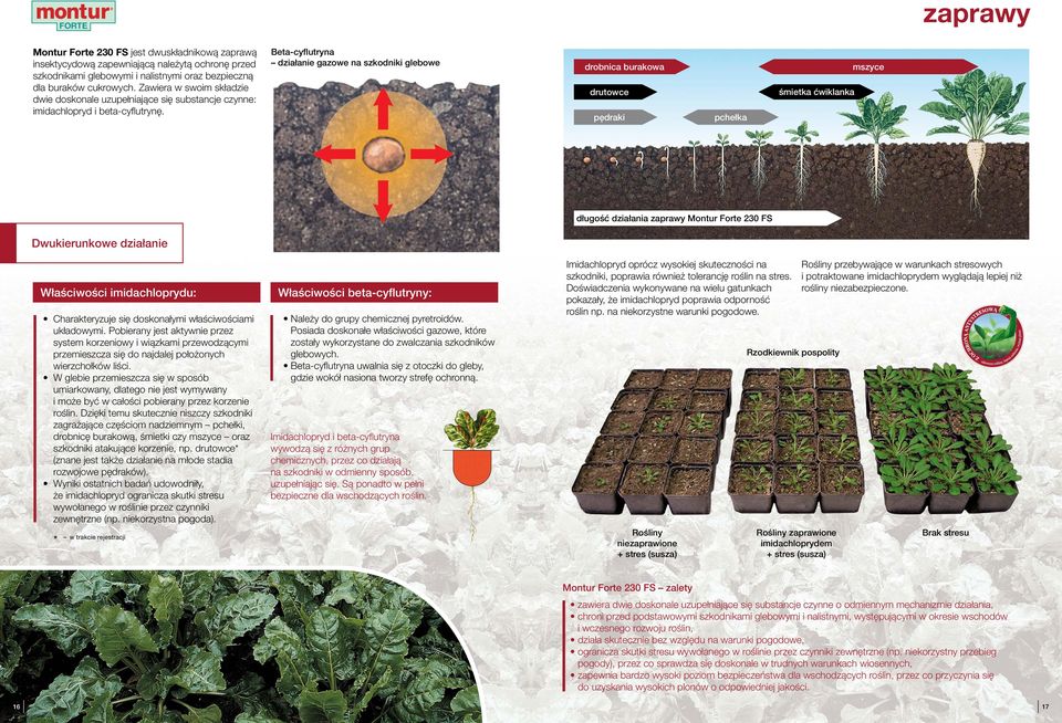 Beta-cyflutryna działanie gazowe na szkodniki glebowe drobnica burakowa drutowce pędraki pchełka śmietka ćwiklanka mszyce długość działania zaprawy Montur Forte 23 FS Dwukierunkowe działanie