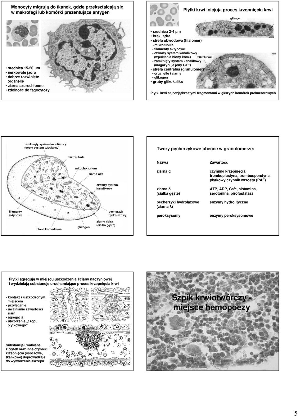 ) - zamknięty system kanalikowy (magazynuje jony Ca 2+ ) strefa centralna (granulomer) - organelle i ziarna - glikogen gruby glikokaliks Płytki krwi są bezjądrzastymi fragmentami większych komórek