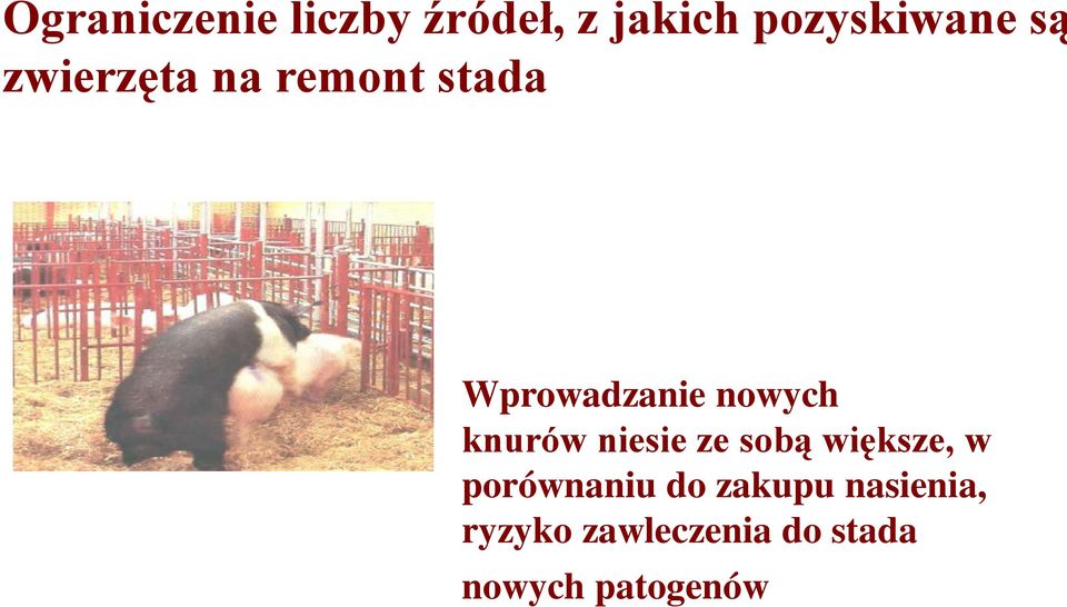 knurów niesie ze sobą większe, w porównaniu do