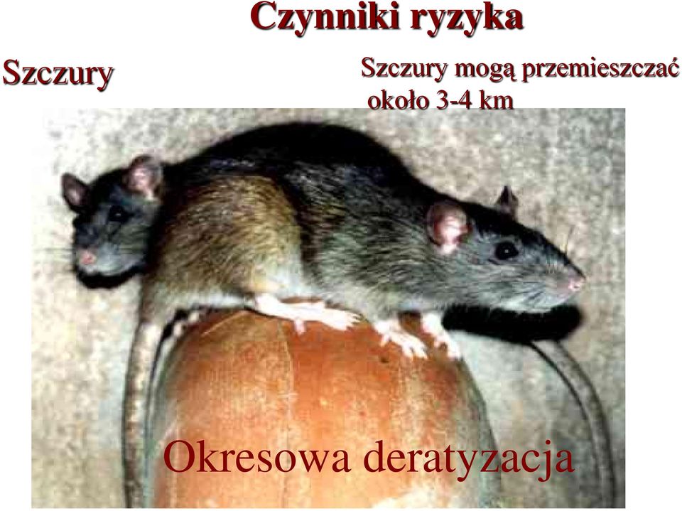 przemieszczać około