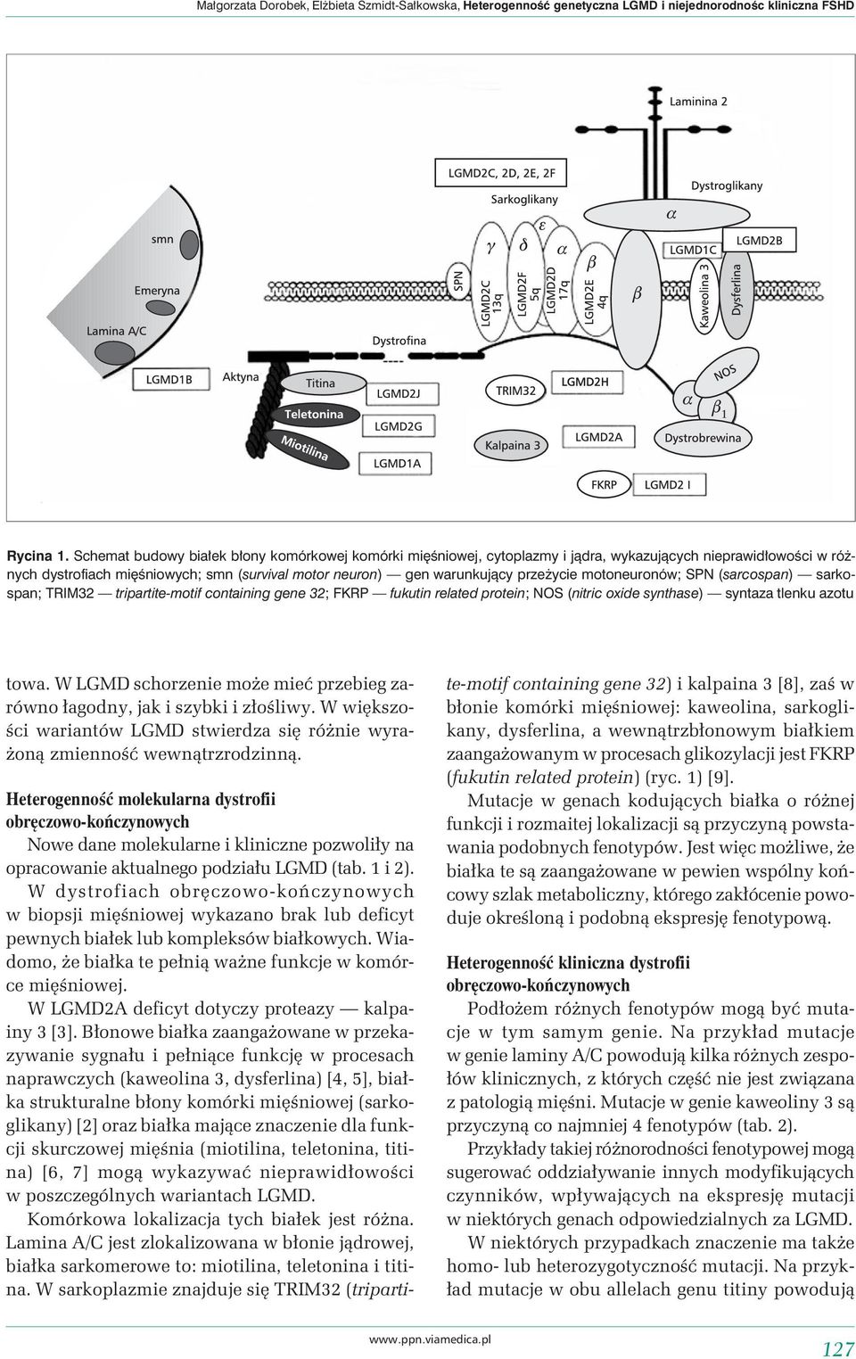 motoneuronów; SPN (sarcospan) sarkospan; TRIM32 tripartite-motif containing gene 32; FKRP fukutin related protein; NOS (nitric oxide synthase) syntaza tlenku azotu towa.
