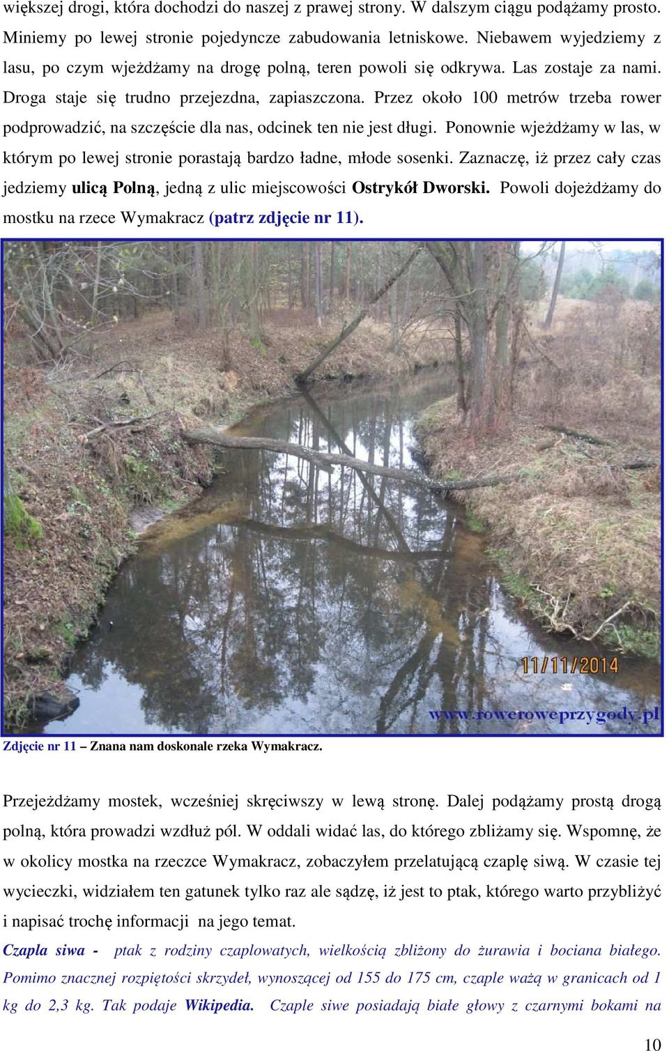 Przez około 100 metrów trzeba rower podprowadzić, na szczęście dla nas, odcinek ten nie jest długi. Ponownie wjeżdżamy w las, w którym po lewej stronie porastają bardzo ładne, młode sosenki.