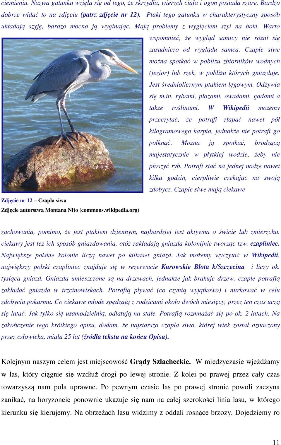 Warto wspomnieć, że wygląd samicy nie różni się zasadniczo od wyglądu samca. Czaple siwe można spotkać w pobliżu zbiorników wodnych (jezior) lub rzek, w pobliżu których gniazduje.