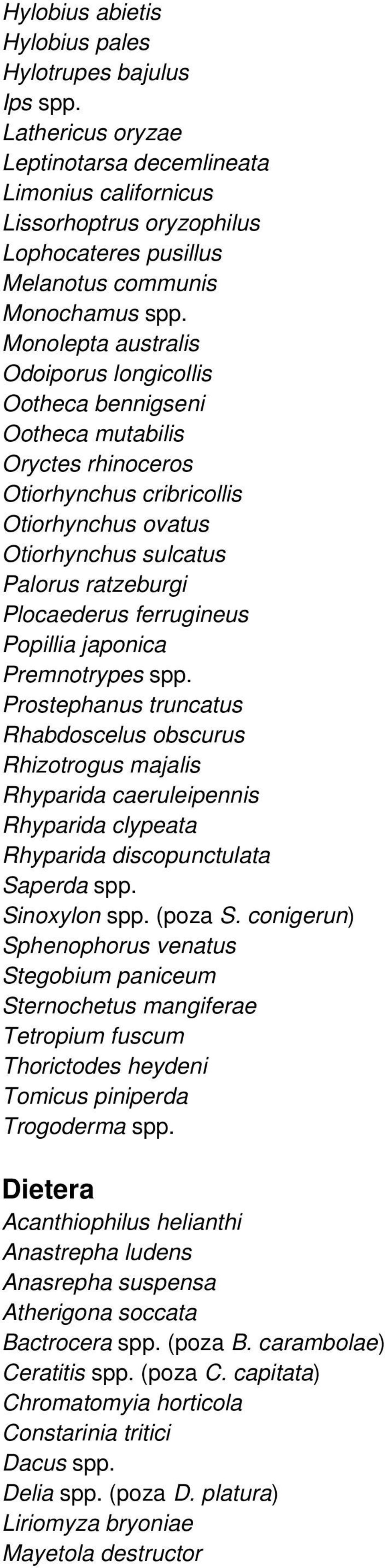 Monolepta australis Odoiporus longicollis Ootheca bennigseni Ootheca mutabilis Oryctes rhinoceros Otiorhynchus cribricollis Otiorhynchus ovatus Otiorhynchus sulcatus Palorus ratzeburgi Plocaederus