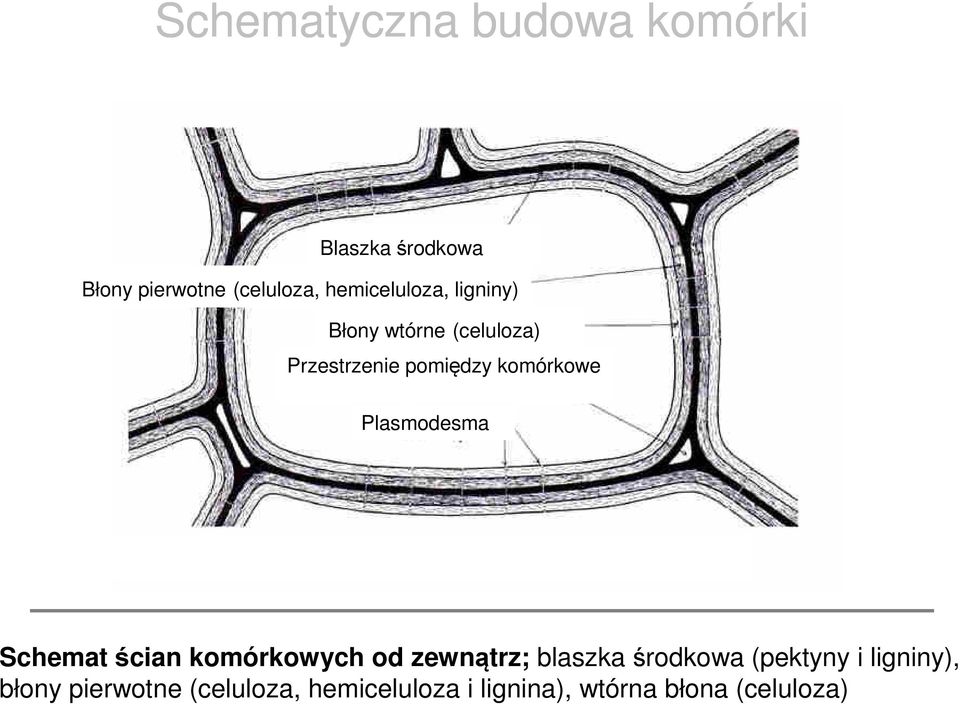 pierwotne (celuloza, hemiceluloza, ligniny) Schemat ścian komórkowych od zewnątrz; blaszka