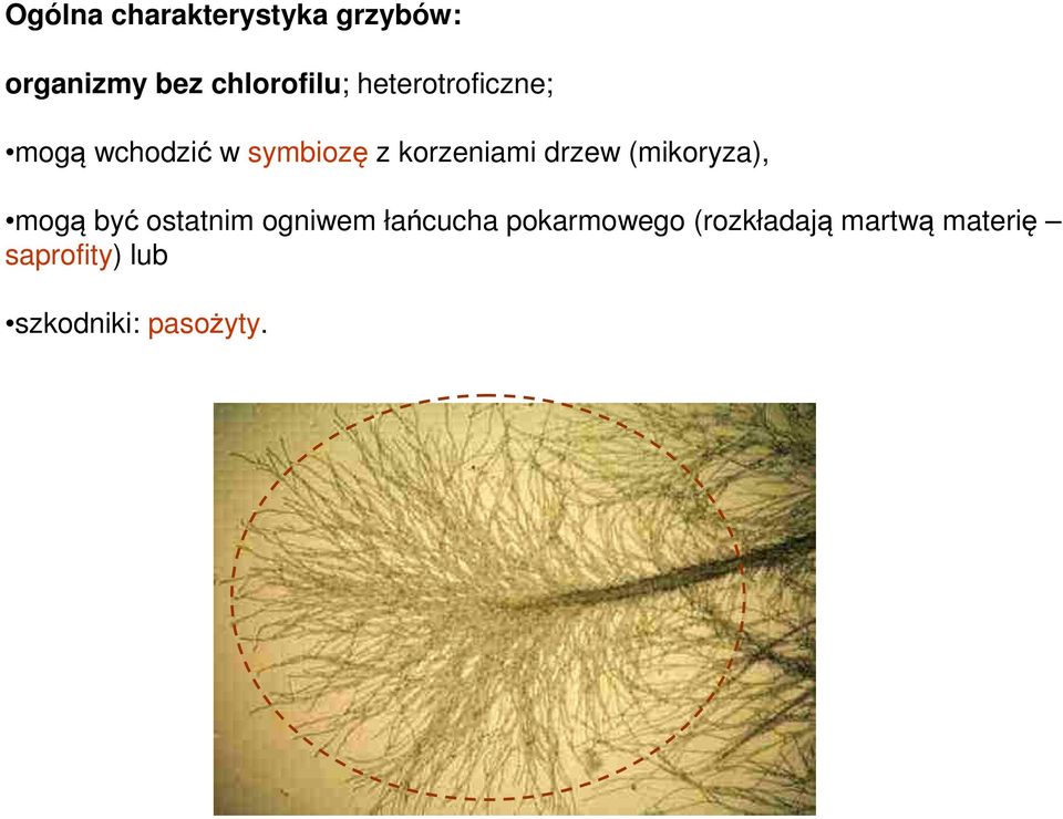 drzew (mikoryza), mogą być ostatnim ogniwem łańcucha