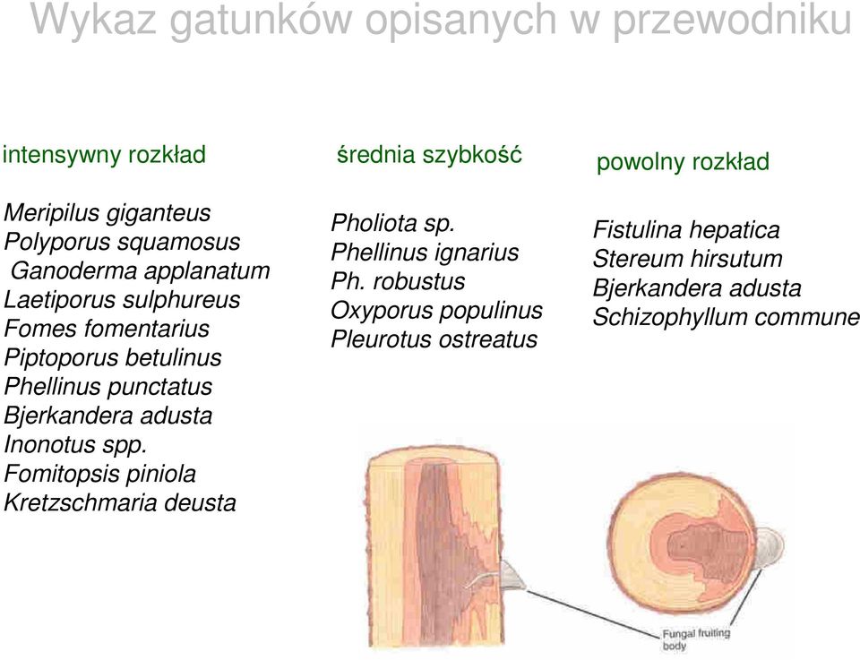 Inonotus spp. Fomitopsis piniola Kretzschmaria deusta średnia szybkość Pholiota sp. Phellinus ignarius Ph.