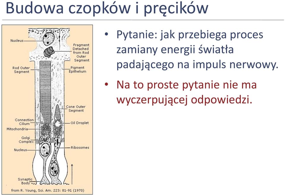 padającego na impuls nerwowy.