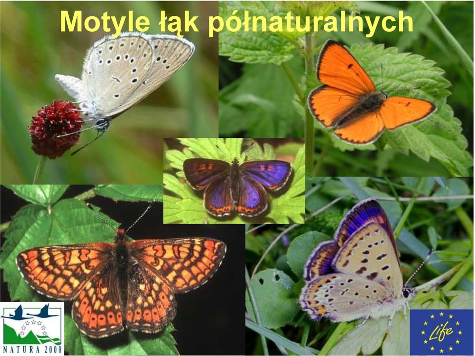 (Lycaenahelle), Czerwończyk nieparek (Lycaenadispar), Strzępotek