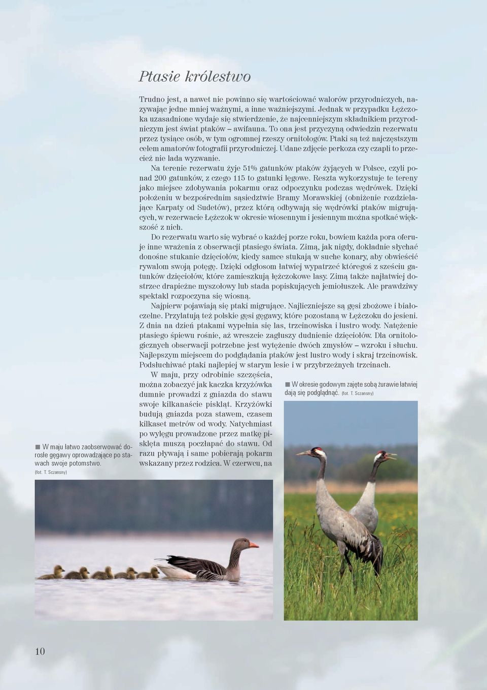 Jednak w przypadku Łężczoka uzasadnione wydaje się stwierdzenie, że najcenniejszym składnikiem przyrodniczym jest świat ptaków awifauna.