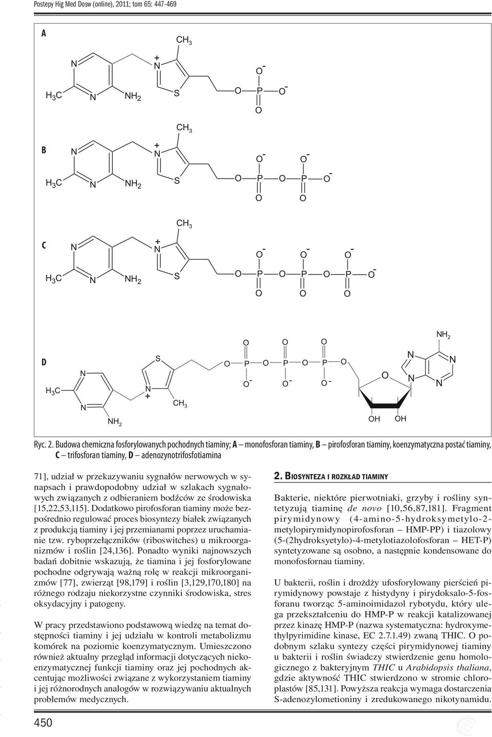 Budowa chemiczna fosforylowanych pochodnych tiaminy; A monofosforan tiaminy, B pirofosforan tiaminy, koenzymatyczna postać tiaminy, C trifosforan tiaminy, D adenozynotrifosfotiamina 71], udział w