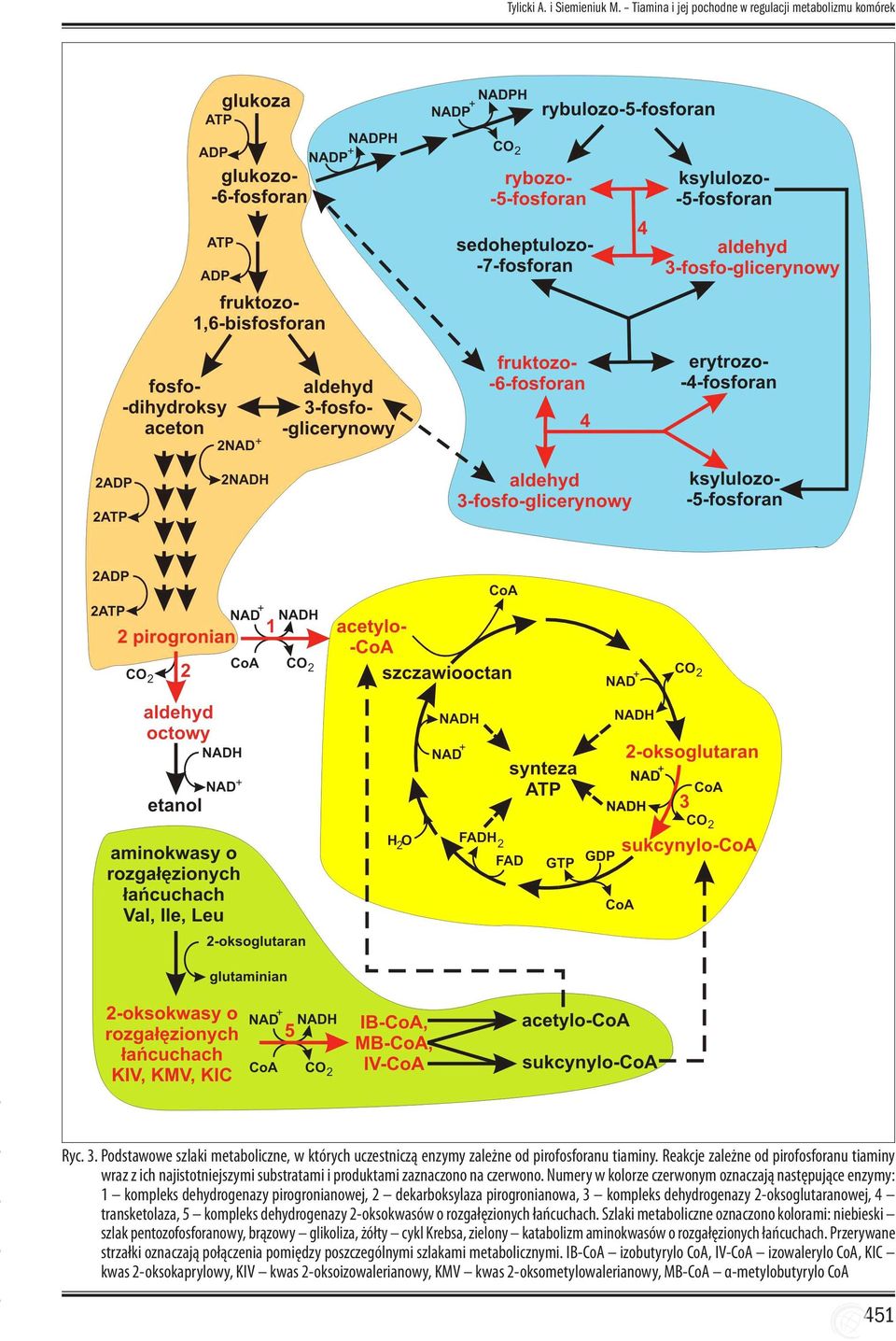 Numery w kolorze czerwonym oznaczają następujące enzymy: 1 kompleks dehydrogenazy pirogronianowej, 2 dekarboksylaza pirogronianowa, 3 kompleks dehydrogenazy 2-oksoglutaranowej, 4 transketolaza, 5