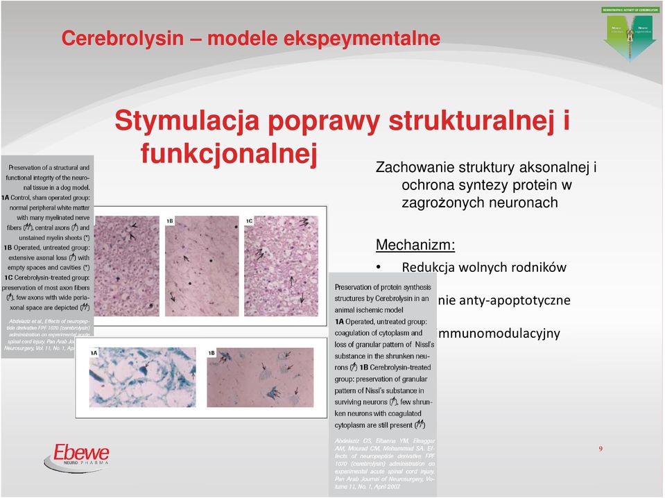 ochrona syntezy protein w zagrożonych neuronach Mechanizm: