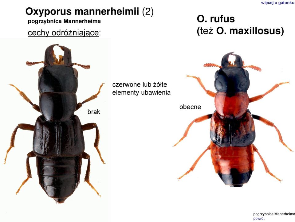 gatunku O. rufus (też O.