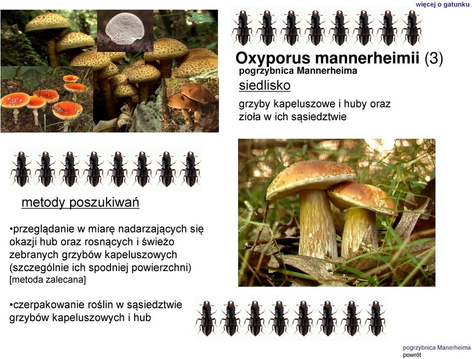 hub oraz rosnących i świeżo zebranych grzybów kapeluszowych (szczególnie ich spodniej powierzchni)