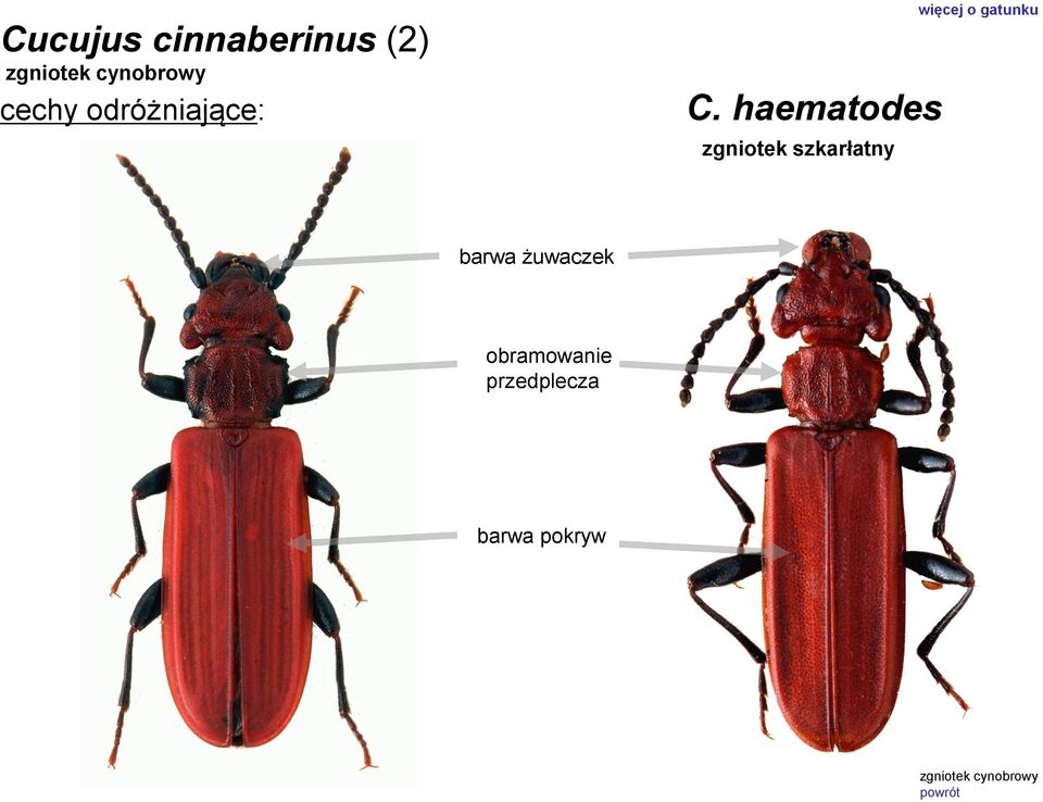 haematodes zgniotek szkarłatny więcej o