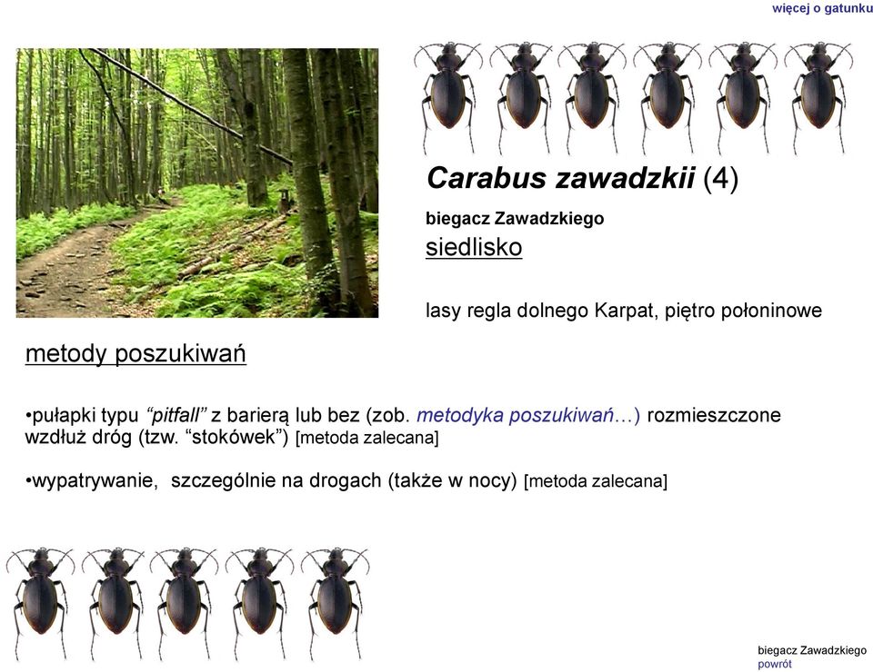 metodyka poszukiwań ) rozmieszczone wzdłuż dróg (tzw.